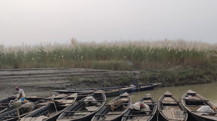 কুড়িগ্রামে কাশবন এখন চরবাসীর আর্শিবাদ কুড়িগ্রামে কাশবন এখন চরবাসীর আর্শিবাদ