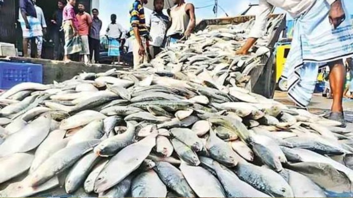 বাংলাদেশে নিষিদ্ধ হলেও ভারতে ধরা হচ্ছে ঝাঁকে ঝাঁকে ইলিশ বাংলাদেশে নিষিদ্ধ হলেও ভারতে ধরা হচ্ছে ঝাঁকে ঝাঁকে ইলিশ