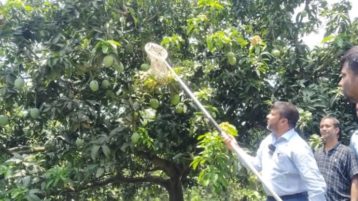 দেশের বাজারে উঠেছে সাতক্ষীরার রসালো আম দেশের বাজারে উঠেছে সাতক্ষীরার রসালো আম