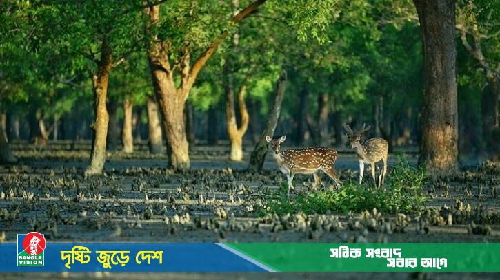 সুন্দরবনে ২০ বছর মেয়াদি ইকোট্যুরিজম মাস্টারপ্ল্যান প্রণয়ন