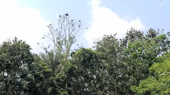 অতিথি পাখির আগমনে মুখরিত যে গ্রাম অতিথি পাখির আগমনে মুখরিত যে গ্রাম