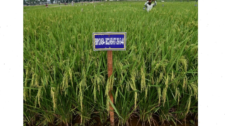 লবণাক্ততা সহনশীল, উফশী বোরো ও ব্লাস্ট রোগ প্রতিরোধী ধানের জাত আনলো ব্রি লবণাক্ততা সহনশীল, উফশী বোরো ও ব্লাস্ট রোগ প্রতিরোধী ধানের জাত আনলো ব্রি
