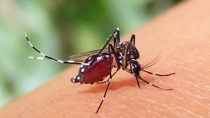 হাসপাতালে ভর্তি ডেঙ্গু আক্রান্ত আরও ৩৮০ জন 