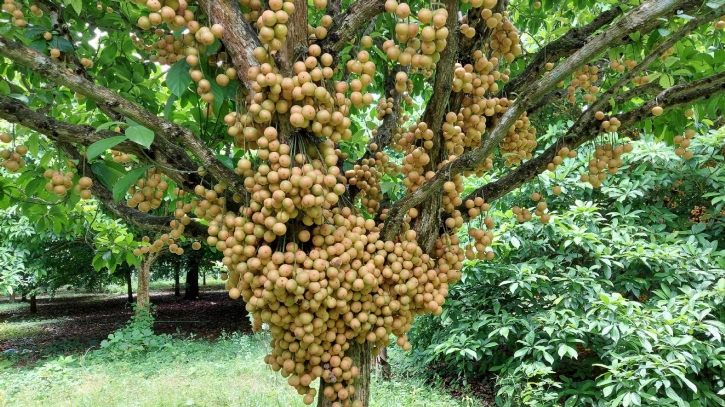 জিআই স্বীকৃতি পেলো নরসিংদীর লটকন