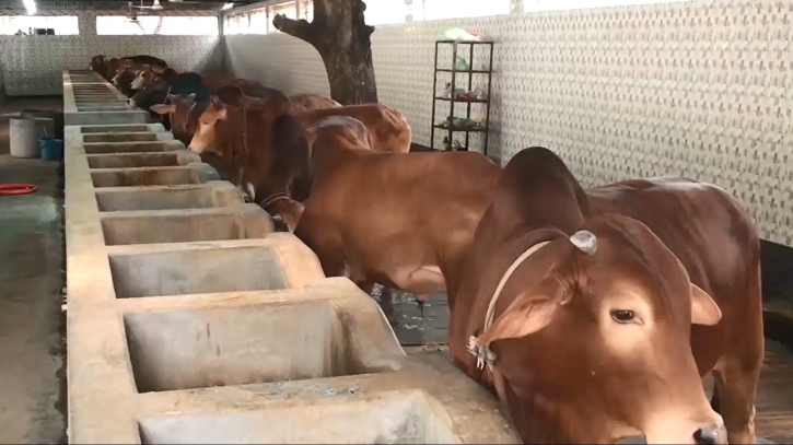 সাতক্ষীরায় প্রস্তুত ১ লাখ ৬০৬টি পশু, ন্যায্যমূল্য নিয়ে শঙ্কায় খামারীরা সাতক্ষীরায় প্রস্তুত ১ লাখ ৬০৬টি পশু, ন্যায্যমূল্য নিয়ে শঙ্কায় খামারীরা