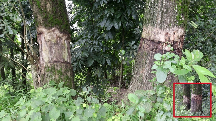 সড়কের পাশে গাছের বাঁকল তুলে কৌশলে ‘হত্যা’ করা হচ্ছে রেইন ট্রি