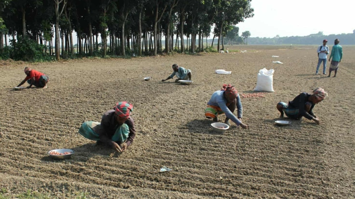 মুড়িকাটা পেঁয়াজ আবাদ শুরু, সার নিয়ে কৃষকের কপালে ভাঁজ মুড়িকাটা পেঁয়াজ আবাদ শুরু, সার নিয়ে কৃষকের কপালে ভাঁজ
