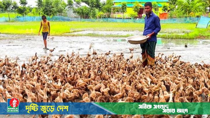 নেত্রকোনায় হাঁসের বাচ্চা উৎপাদন করে স্বাবলম্বী দেড় শতাধিক পরিবার