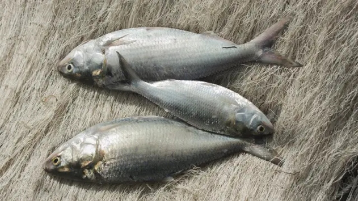 শুরু হয়েছে জাটকা ইলিশ শিকারের ওপর ৮ মাসের নিষেধাজ্ঞা শুরু হয়েছে জাটকা ইলিশ শিকারের ওপর ৮ মাসের নিষেধাজ্ঞা