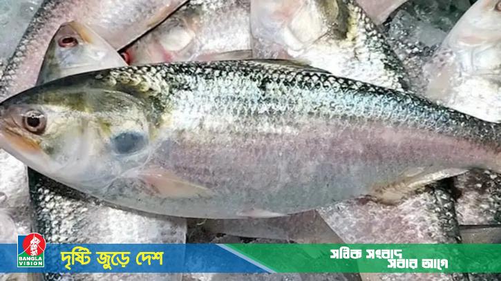 ১২ দিনে বেনাপোল-আখাউড়া দিয়ে ভারতে ইলিশ গেছে ১৩৬ টন