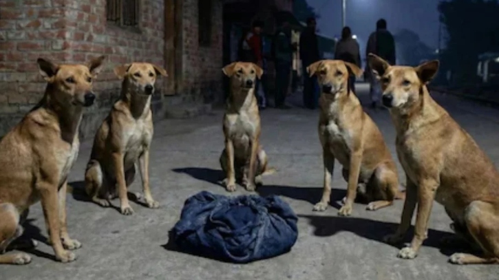 রাস্তায় ফেলে যাওয়া নবজাতককে রাতভর পাহারা দিলো একদল কুকুর       