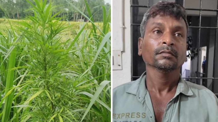 নেপিয়ার ঘাসের আড়ালে গাঁজা চাষ, গ্রেফতার ১ নেপিয়ার ঘাসের আড়ালে গাঁজা চাষ, গ্রেফতার ১