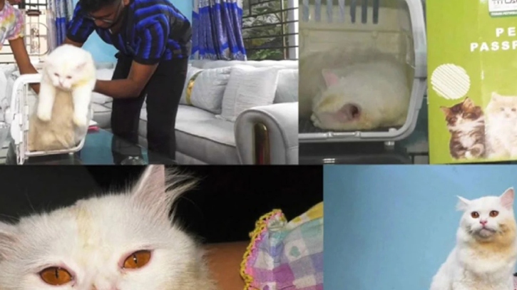 ইতালি যাওয়া হলো না মুন্সীগঞ্জের সেই বিড়ালের