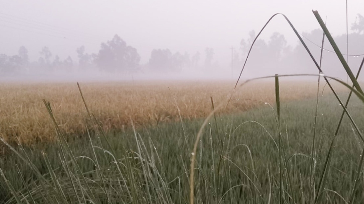 বাড়ছে শীতের দাপট, নীলফামারীতে তাপমাত্রা ১৪ ডিগ্রি