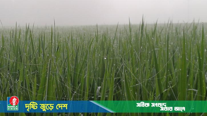 হঠাৎ কুয়াশার চাদরে ঢেকে গেলো পঞ্চগড়