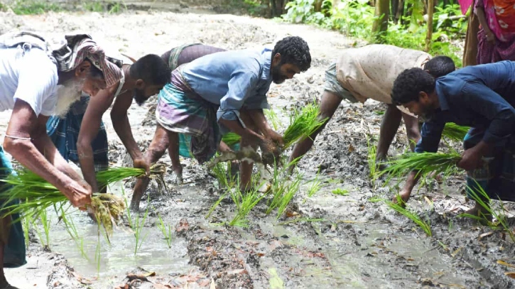 রাজবাড়ীতে কাঁচা সড়কে ধান চাষ করে এলাকাবাসীর প্রতিবাদ রাজবাড়ীতে কাঁচা সড়কে ধান চাষ করে এলাকাবাসীর প্রতিবাদ