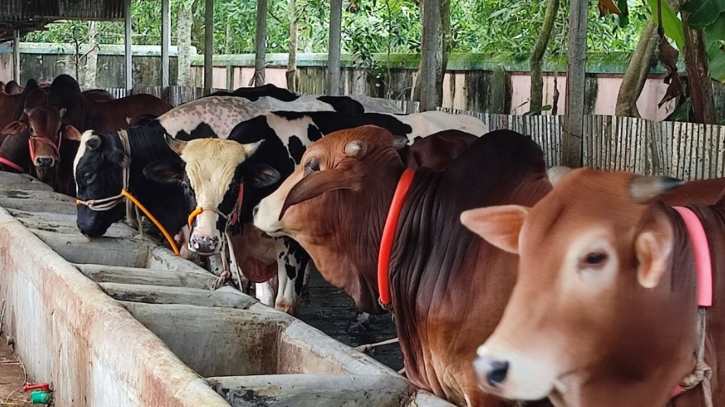 উত্তরাঞ্চলে এবার উদ্বৃত্ত থাকবে ৫ লাখ ৬৮ হাজার কোরবানিযোগ্য পশু উত্তরাঞ্চলে এবার উদ্বৃত্ত থাকবে ৫ লাখ ৬৮ হাজার কোরবানিযোগ্য পশু