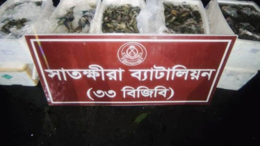 সাতক্ষীরায় জেলি পুশকৃত ৩শ কেজি চিংড়ি মাছ জব্দ