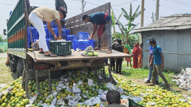 সাতক্ষীরায় ট্রাক ভর্তি অপরিপক্ক আম জব্দ