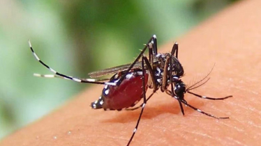 ২৪ ঘণ্টায় ডেঙ্গুতে আক্রান্ত হয়ে হাসপাতালে ভর্তি ২৬ 