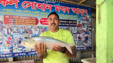 পদ্মার এক ইলিশ সাড়ে ৮ হাজার টাকায় বিক্রি 