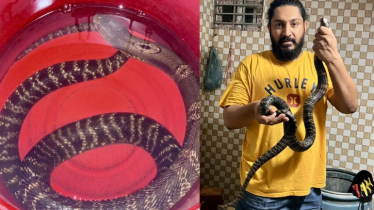 উত্তরা থেকে ২টি বিষধর গোখরা সাপ উদ্ধার  