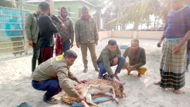 বাঘের থাবা থেকে বাঁচতে লোকালয়ে হরিণ!