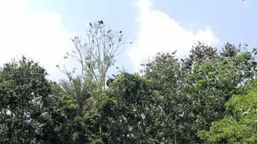 অতিথি পাখির আগমনে মুখরিত যে গ্রাম অতিথি পাখির আগমনে মুখরিত যে গ্রাম