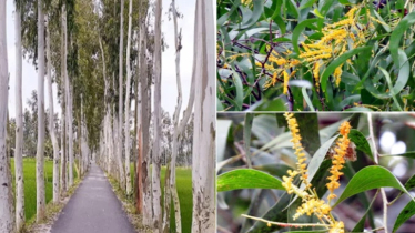 দেশে ২ গাছের চারা রোপণ, উত্তোলন ও বিক্রয় নিষিদ্ধ
