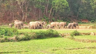 দেড় ঘন্টার ব্যবধানে বন্য হাতির আক্রমণে দুইজনের মৃত্যু 