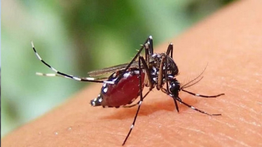 ২৪ ঘণ্টায় ডেঙ্গুতে আরও ১ জনের মৃত্যু, হাসপাতালে ৩৯৪ জন   