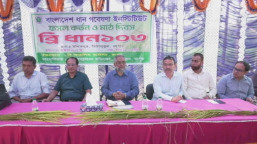 উত্তরের কৃষকের নতুন আশার প্রতীক ব্রি ধান-১০৩ উত্তরের কৃষকের নতুন আশার প্রতীক ব্রি ধান-১০৩