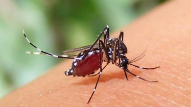 ডেঙ্গুতে প্রাণহানি আরও ৪ জনের, হাসপাতালে ৮১৪ জন 