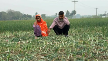 রাতের আঁধারে কৃষকের ২০ শতক জমির পেঁয়াজ নষ্ট করলো দুর্বৃত্তরা রাতের আঁধারে কৃষকের ২০ শতক জমির পেঁয়াজ নষ্ট করলো দুর্বৃত্তরা