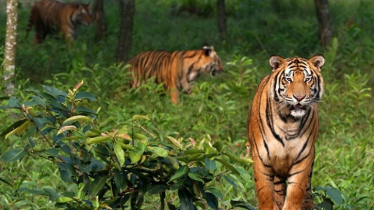 আজ বিশ্ব বাঘ দিবস 