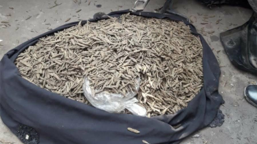 মোটরসাইকেল থেকে বিপুল পরিমাণ গাঁজা উদ্ধার, চালক উধাও