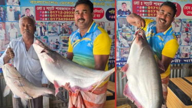 দৌলতদিয়ায় এক পাঙাশ অর্ধ লাখের বেশি টাকায় বিক্রি 