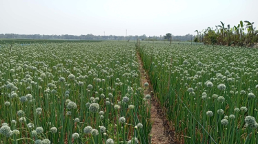 রাজবাড়ীতে ‘কালো সোনা’ খ্যাত পেঁয়াজবীজ চাষে আগ্রহ বাড়ছে কৃষকদের