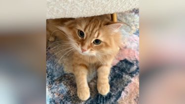 পোষা বিড়াল ‘জেবু’র বেড়ে ওঠার গল্প লিখলেন জাইমা রহমান