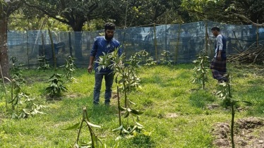 রাতের আঁধারে শতাধিক আমগাছ কেটে ফেললো দুর্বৃত্তরা