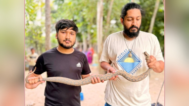 ঢাকার দোহার থেকে রাসেলস ভাইপার উদ্ধার
