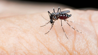 ডেঙ্গুর প্রকোপে আরও ৩ জনের প্রাণহানি, হাসপাতালে ৯২৮ জন    ডেঙ্গুর প্রকোপে আরও ৩ জনের প্রাণহানি, হাসপাতালে ৯২৮ জন