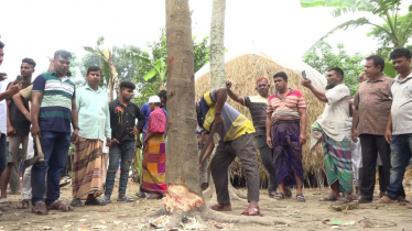 কেটে ফেলা হয়েছে ‘কথা বলা’ বিতর্কিত সেই গাছ