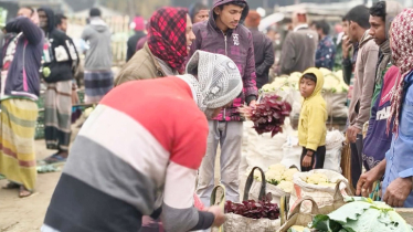 বগুড়ায় প্রতি মণ ফুলকপি ৮০ টাকা, ঢাকায় ১ পিস ৪০