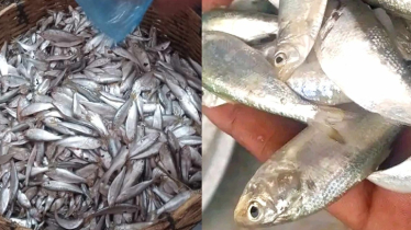 ইলিশের পোনার শুঁটকি বিক্রি হচ্ছে চাপিলা নামে!