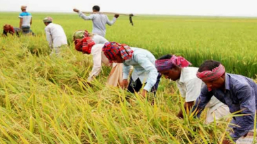 চট্টগ্রামে ট্রান্সফরমার চুরি ঠেকিয়ে বাম্পার ফলন