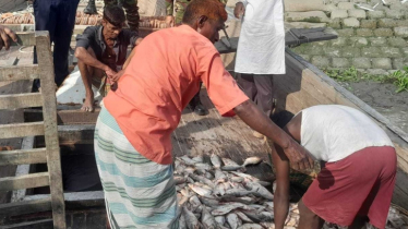 চাঁদপুরে জব্দ করা হলো সাড়ে ৩০০ কেজি পচা ইলিশ  চাঁদপুরে জব্দ করা হলো সাড়ে ৩০০ কেজি পচা ইলিশ