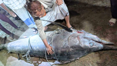জেলেদের জালে ধরা পড়লো ২০০ কেজি ওজনের ‘পাখি মাছ’