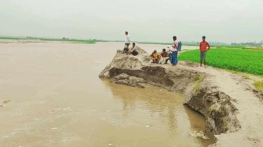 তিস্তায় বাড়ছে পানি, ভাঙছে নদীর পার