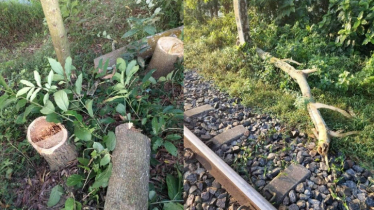 ফেনীতে সড়ক অবরোধ ও রেললাইনে গাছ ফেলে নাশকতার চেষ্টা